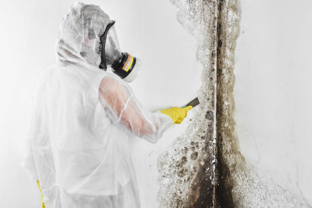 Trusted Merritt Park, NY Mold Remediation Experts
