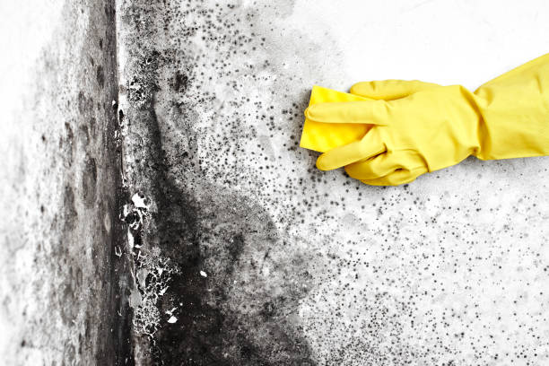 Trusted Merritt Park, NY Mold Remediation Experts