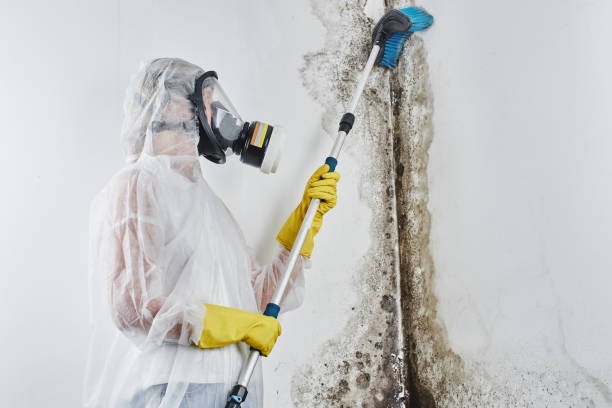 Best Bathroom Mold Remediation in Merritt Park, NY