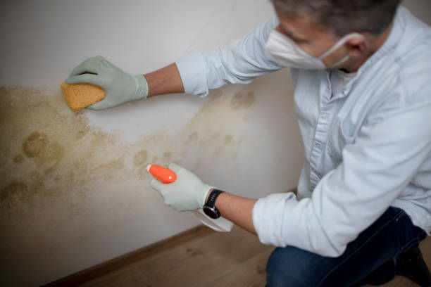 Best HVAC Mold Remediation in Merritt Park, NY