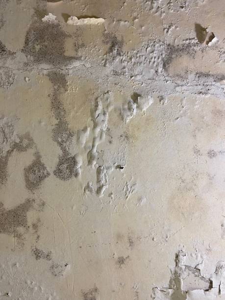 Best Commercial Mold Remediation in Merritt Park, NY