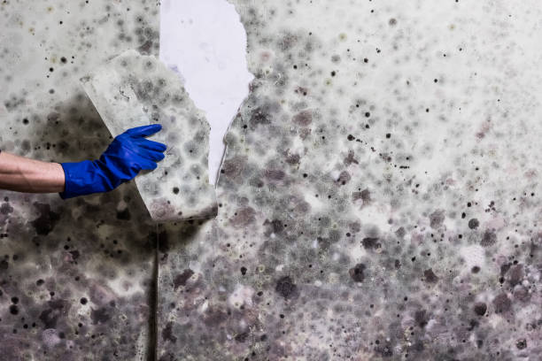Best Commercial Mold Remediation in Merritt Park, NY