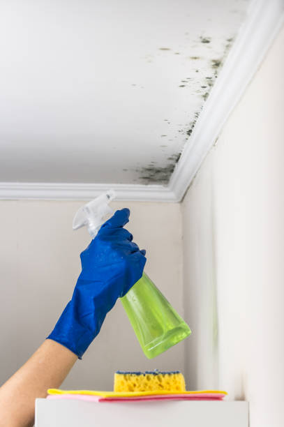 Best Post-Remediation Services in Merritt Park, NY