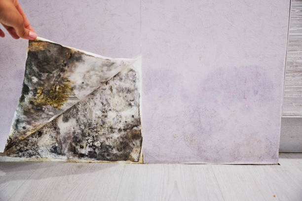 Best Industrial Mold Remediation in Merritt Park, NY